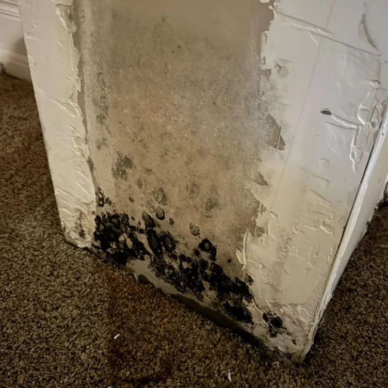 Professional Mold Removal in Marysville, MI
